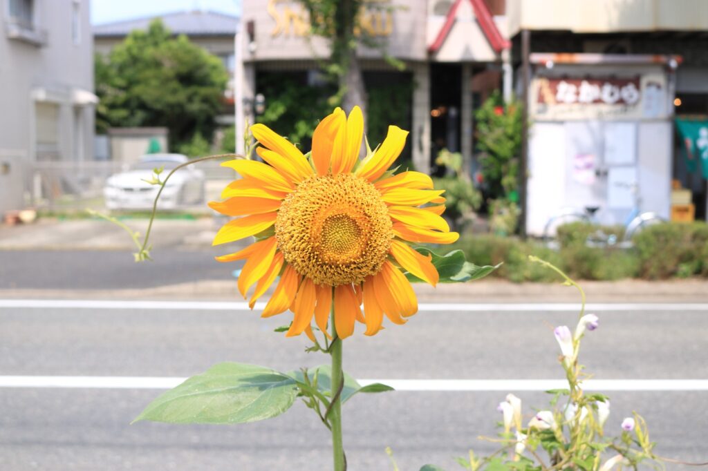 筆者イメージ：ひまわり